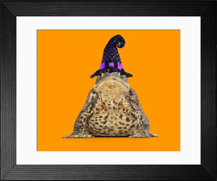 Framed Print : 13131162. Common Toad wearing witches hat Date Framed Print : 13131162. Common Toad wearing witches hat Date