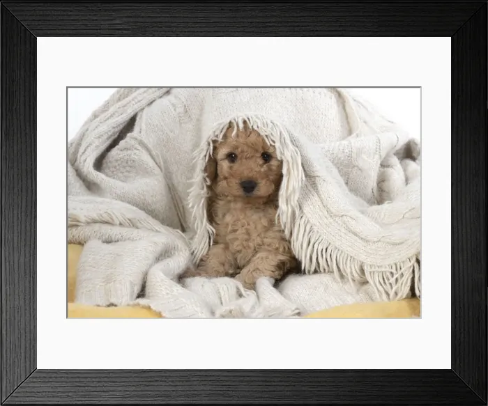 Framed Print : 13131164. DOG. Cavapoo puppy, 6 weeeks old Date Framed Print : 13131164. DOG. Cavapoo puppy, 6 weeeks old Date