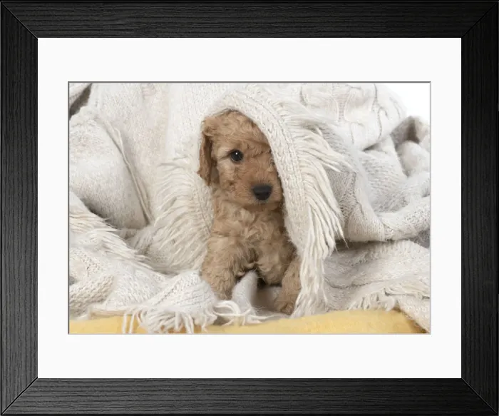 Framed Print : 13131165. DOG. Cavapoo puppy, 6 weeeks old Date Framed Print : 13131165. DOG. Cavapoo puppy, 6 weeeks old Date