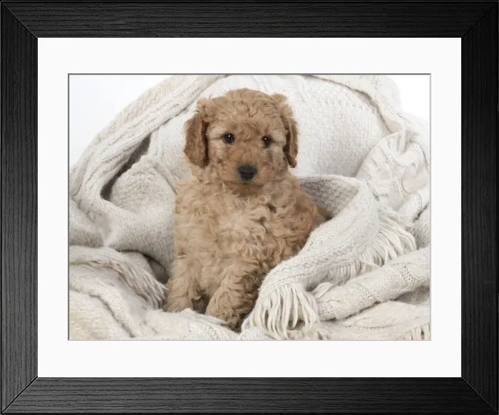 Framed Print : 13131166. DOG. Cavapoo puppy, 6 weeeks old Date Framed Print : 13131166. DOG. Cavapoo puppy, 6 weeeks old Date