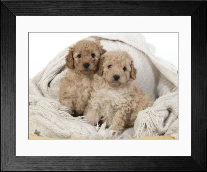 Framed Print : 13131167. DOG. Cavapoo puppies 6 weeks old Date Framed Print : 13131167. DOG. Cavapoo puppies 6 weeks old Date