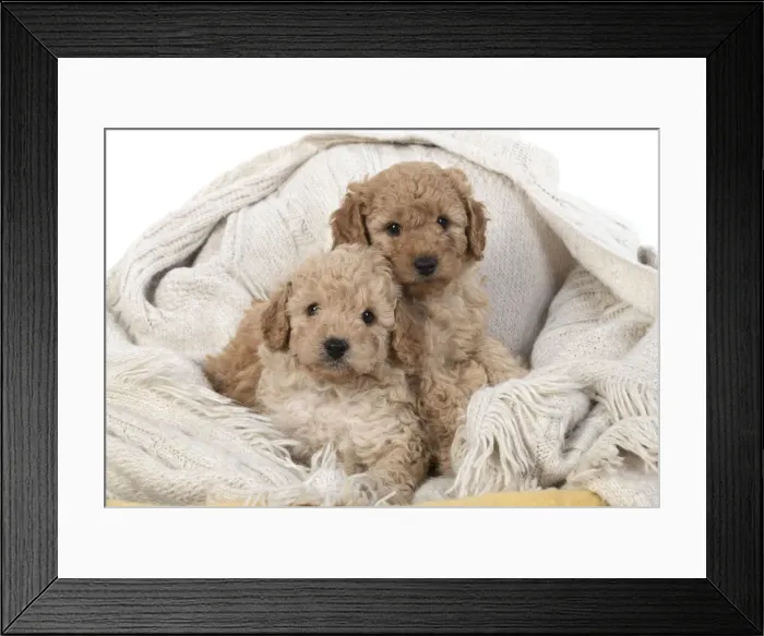 Framed Print : 13131168. DOG. Cavapoo puppies 6 weeks old Date Framed Print : 13131168. DOG. Cavapoo puppies 6 weeks old Date