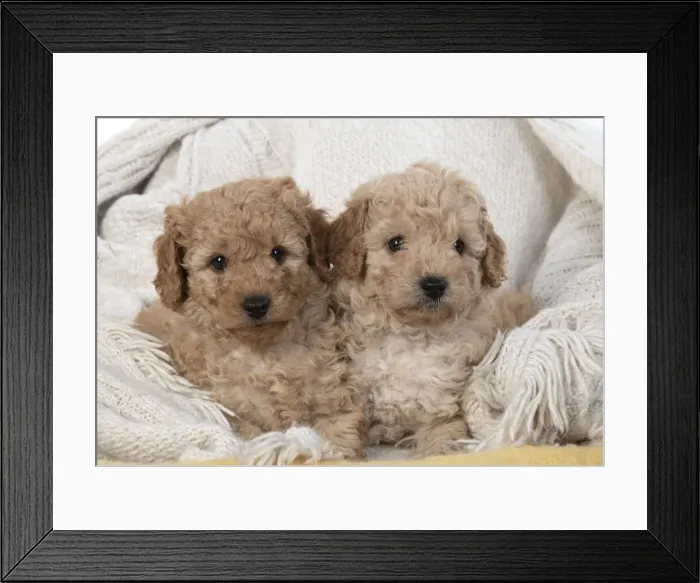 Framed Print : 13131169. DOG. Cavapoo puppies 6 weeks old Date Framed Print : 13131169. DOG. Cavapoo puppies 6 weeks old Date