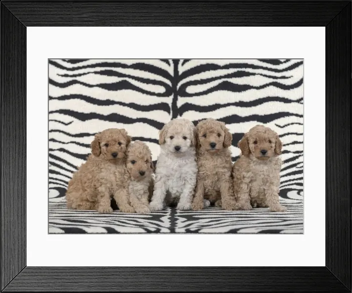 Framed Print : 13131170. DOG. Cavapoo puppies (6 weeks old )on zebra patterned rug Date Framed Print : 13131170. DOG. Cavapoo puppies (6 weeks old )on zebra patterned rug Date