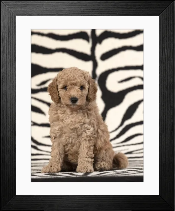 Framed Print : 13131171. DOG. Cavapoo puppy 6 weeks old on zebra patterned rug Date Framed Print : 13131171. DOG. Cavapoo puppy 6 weeks old on zebra patterned rug Date