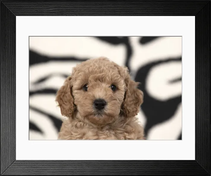 Framed Print : 13131172. DOG. Cavapoo puppy 6 weeks old on a zebra patterned rug Date Framed Print : 13131172. DOG. Cavapoo puppy 6 weeks old on a zebra patterned rug Date