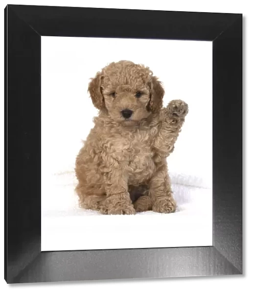 13131173. DOG. Cavapoo puppy 6 weeks old, studio with paw up Date
