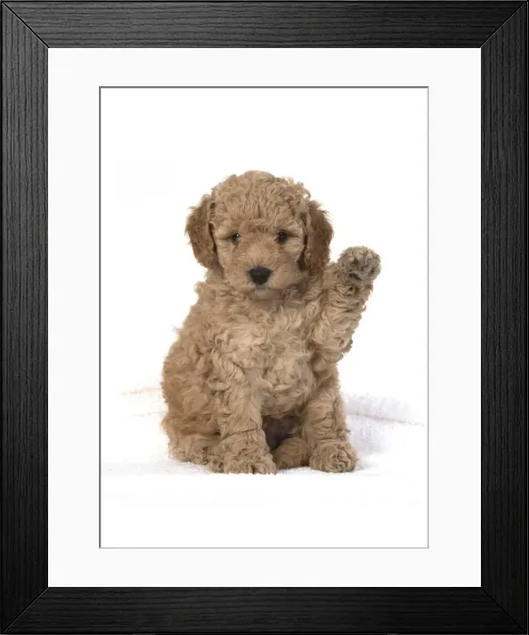 Framed Print : 13131173. DOG. Cavapoo puppy 6 weeks old, studio with paw up Date Framed Print : 13131173. DOG. Cavapoo puppy 6 weeks old, studio with paw up Date