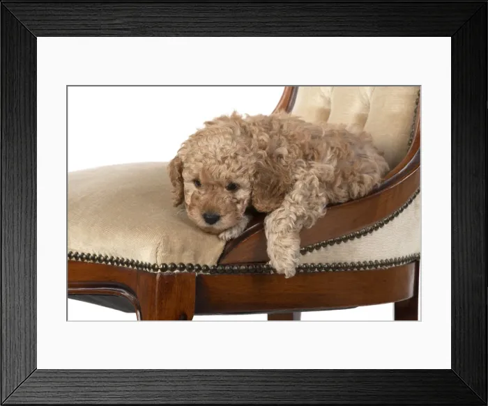 Framed Print : 13131174. DOG. Cavapoo puppy, 6 weeks old on old chair, studio Date Framed Print : 13131174. DOG. Cavapoo puppy, 6 weeks old on old chair, studio Date