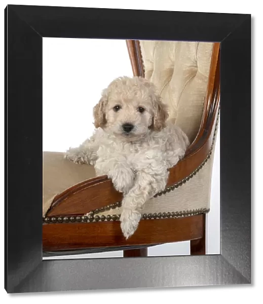 13131175. DOG. Cavapoo puppy, 6 weeks old on old chair, studio Date
