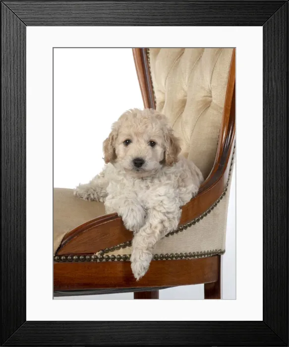 Framed Print : 13131175. DOG. Cavapoo puppy, 6 weeks old on old chair, studio Date Framed Print : 13131175. DOG. Cavapoo puppy, 6 weeks old on old chair, studio Date
