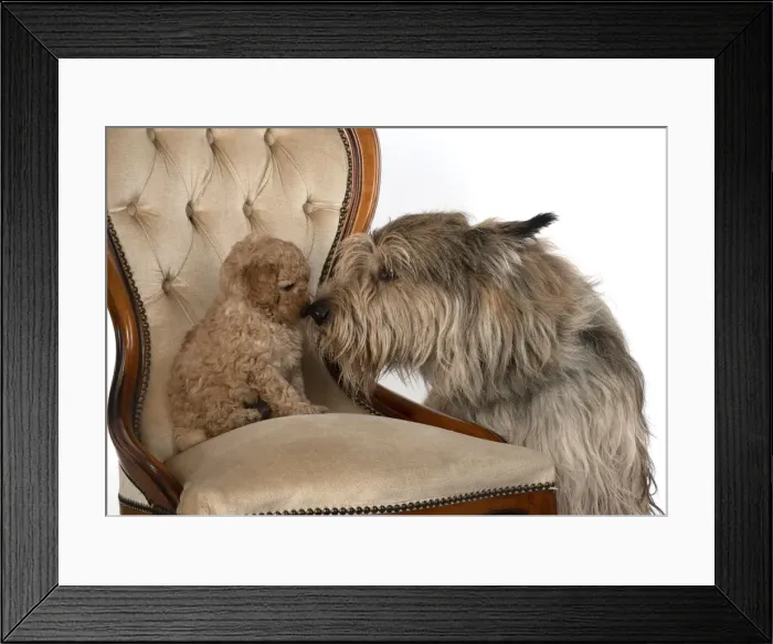Framed Print : 13131176. DOG. Cavapoo puppy 6 weeks old, on a chair with a Picardy sheepdog Framed Print : 13131176. DOG. Cavapoo puppy 6 weeks old, on a chair with a Picardy sheepdog