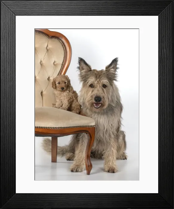 Framed Print : 13131177. DOG. Cavapoo puppy 6 weeks old, on a chair with a Picardy sheepdog Framed Print : 13131177. DOG. Cavapoo puppy 6 weeks old, on a chair with a Picardy sheepdog
