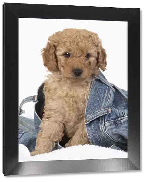 13131178. DOG. Cavapoo puppy, 6 weeks old in a pair of jeans Date