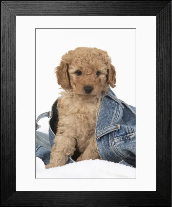 Framed Print : 13131178. DOG. Cavapoo puppy, 6 weeks old in a pair of jeans Date Framed Print : 13131178. DOG. Cavapoo puppy, 6 weeks old in a pair of jeans Date