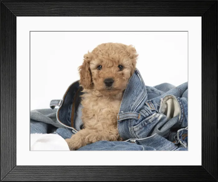 Framed Print : 13131179. DOG. Cavapoo puppy, 6 weeks old in a pair of jeans Date Framed Print : 13131179. DOG. Cavapoo puppy, 6 weeks old in a pair of jeans Date