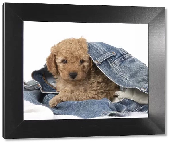 13131180. DOG. Cavapoo puppy, 6 weeks old in a pair of jeans Date