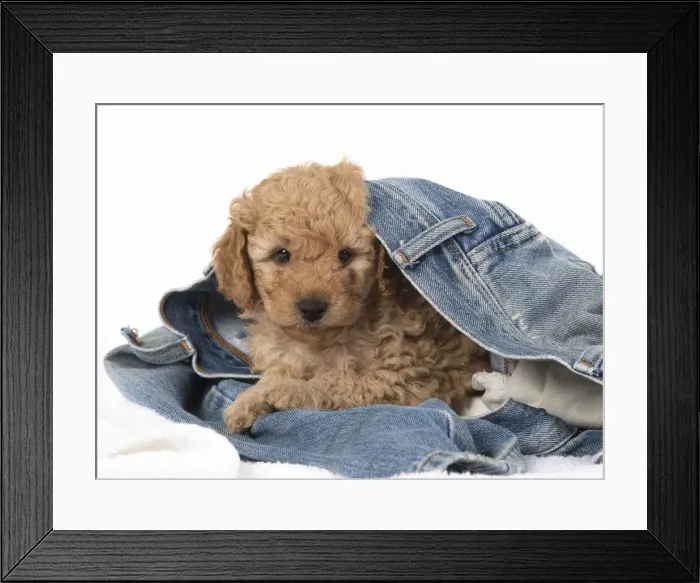 Framed Print : 13131180. DOG. Cavapoo puppy, 6 weeks old in a pair of jeans Date Framed Print : 13131180. DOG. Cavapoo puppy, 6 weeks old in a pair of jeans Date