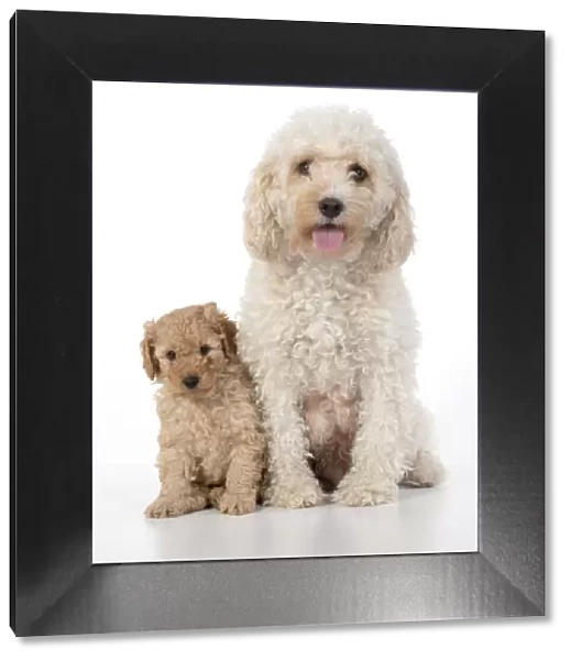 13131182. DOG. Cavapoo, adult and 6 week old puppy, studio Date