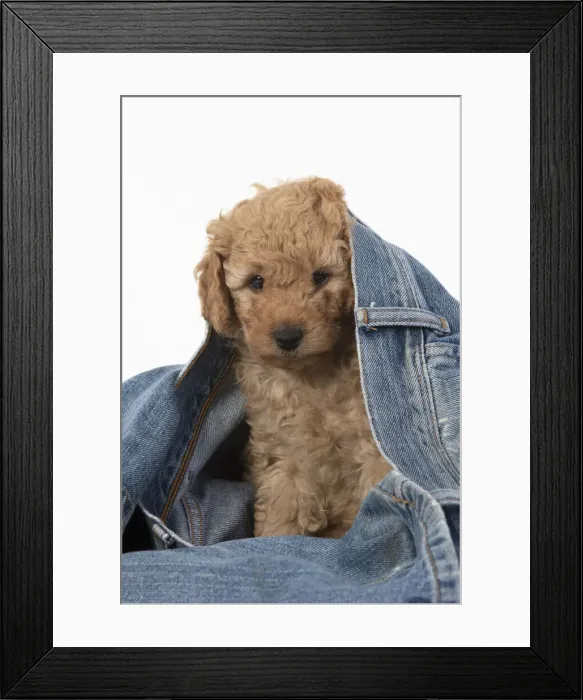 Framed Print : 13131181. DOG. Cavapoo puppy, 6 weeks old in a pair of jeans Date Framed Print : 13131181. DOG. Cavapoo puppy, 6 weeks old in a pair of jeans Date