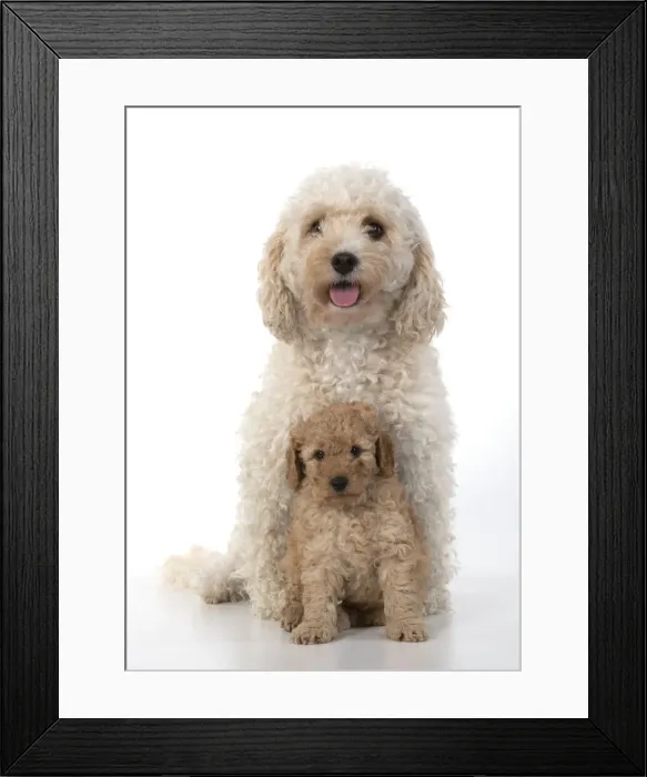 Framed Print : 13131183. DOG. Cavapoo, adult and 6 week old puppy, studio Date Framed Print : 13131183. DOG. Cavapoo, adult and 6 week old puppy, studio Date