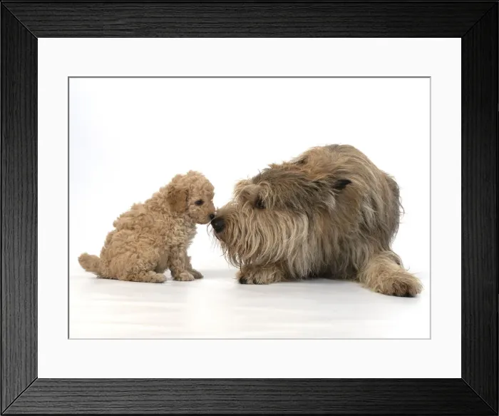 Framed Print : 13131184. DOG. Cavapoo puppy, 6 weeks old with a Picardy sheepdog ( Berger De Picard ) Framed Print : 13131184. DOG. Cavapoo puppy, 6 weeks old with a Picardy sheepdog ( Berger De Picard )