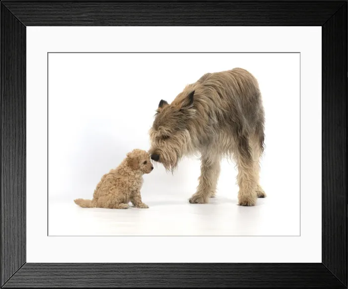 Framed Print : 13131185. DOG. Cavapoo puppy, 6 weeks old with a Picardy sheepdog ( Berger De Picard ) Framed Print : 13131185. DOG. Cavapoo puppy, 6 weeks old with a Picardy sheepdog ( Berger De Picard )