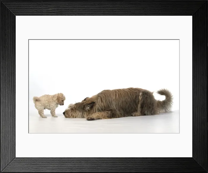 Framed Print : 13131187. DOG. Cavapoo puppy, 6 weeks old with a Picardy sheepdog ( Berger De Picard ) Framed Print : 13131187. DOG. Cavapoo puppy, 6 weeks old with a Picardy sheepdog ( Berger De Picard )