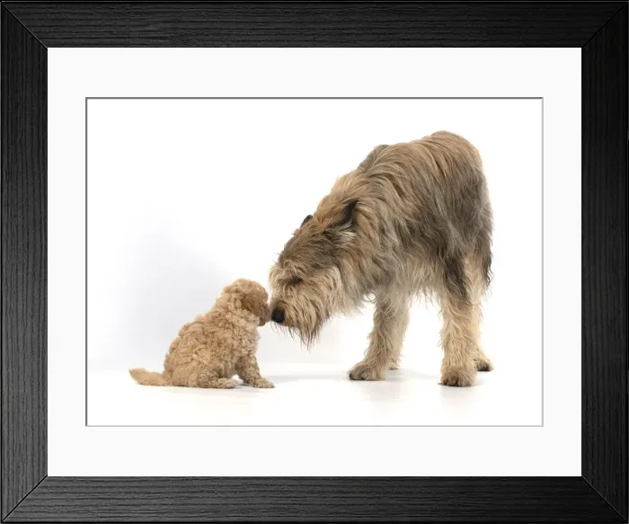 Framed Print : 13131186. DOG. Cavapoo puppy, 6 weeks old with a Picardy sheepdog ( Berger De Picard ) Framed Print : 13131186. DOG. Cavapoo puppy, 6 weeks old with a Picardy sheepdog ( Berger De Picard )