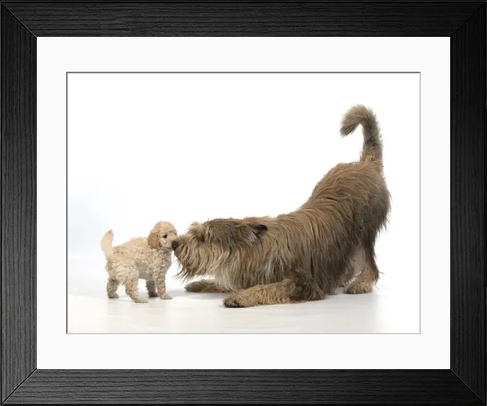 Framed Print : 13131188. DOG. Cavapoo puppy, 6 weeks old with a Picardy sheepdog ( Berger De Picard ) Framed Print : 13131188. DOG. Cavapoo puppy, 6 weeks old with a Picardy sheepdog ( Berger De Picard )