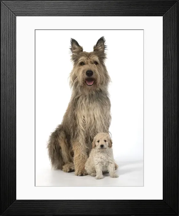 Framed Print : 13131189. DOG. Cavapoo puppy, 6 weeks old with a Picardy sheepdog ( Berger De Picard ) Framed Print : 13131189. DOG. Cavapoo puppy, 6 weeks old with a Picardy sheepdog ( Berger De Picard )