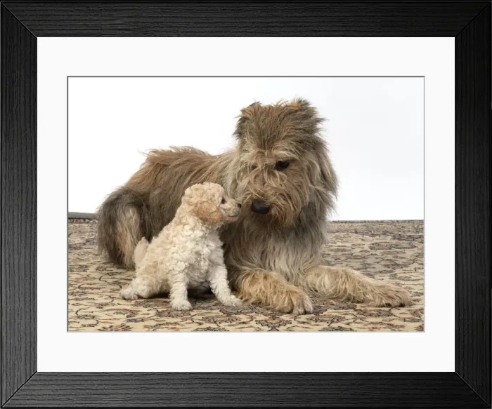 Framed Print : 13131190. DOG. Cavapoo puppy, 6 weeks old with a Pickady sheepdog, ( Berger De Picard ) Framed Print : 13131190. DOG. Cavapoo puppy, 6 weeks old with a Pickady sheepdog, ( Berger De Picard )