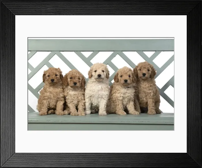 Framed Print : 13131192. DOG. Cavapoo puppies, 6 weeks old on a garden bench Date Framed Print : 13131192. DOG. Cavapoo puppies, 6 weeks old on a garden bench Date