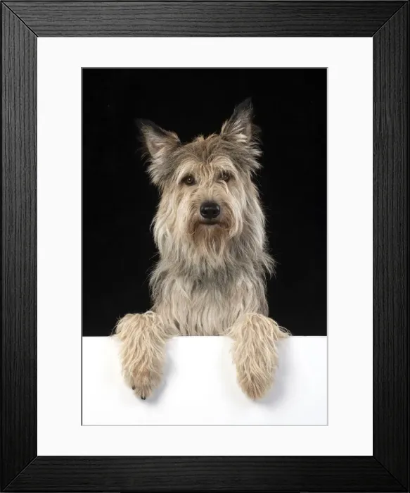 Framed Print : 13131193. DOG. Picardy sheepdog or ( Berger De Picard ) paws over Date Framed Print : 13131193. DOG. Picardy sheepdog or ( Berger De Picard ) paws over Date