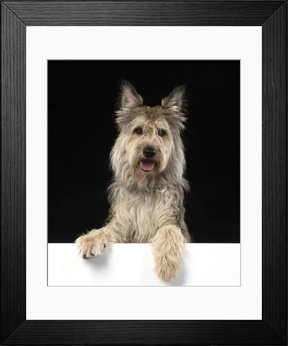 Framed Print : 13131194. DOG. Picardy sheepdog or ( Berger De Picard ) paws over Date Framed Print : 13131194. DOG. Picardy sheepdog or ( Berger De Picard ) paws over Date
