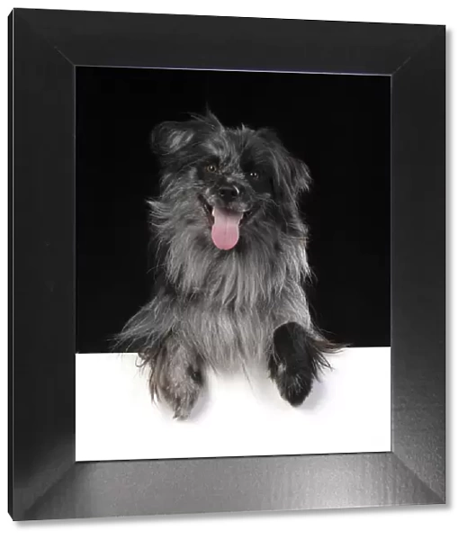 13131195. DOG. Pyrenean sheepdog, studio, paws over Date