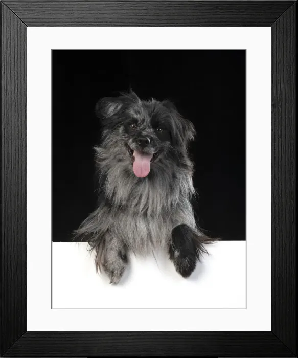 Framed Print : 13131195. DOG. Pyrenean sheepdog, studio, paws over Date Framed Print : 13131195. DOG. Pyrenean sheepdog, studio, paws over Date