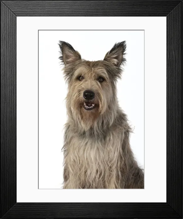 Framed Print : 13131196. DOG. Picardy sheepdog, ( Berger De Picard ), studio, face, expressions Date Framed Print : 13131196. DOG. Picardy sheepdog, ( Berger De Picard ), studio, face, expressions Date