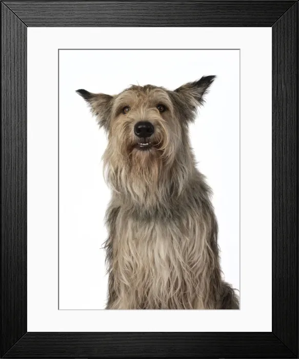 Framed Print : 13131197. DOG. Picardy sheepdog, ( Berger De Picard ), studio, face, expressions Date Framed Print : 13131197. DOG. Picardy sheepdog, ( Berger De Picard ), studio, face, expressions Date