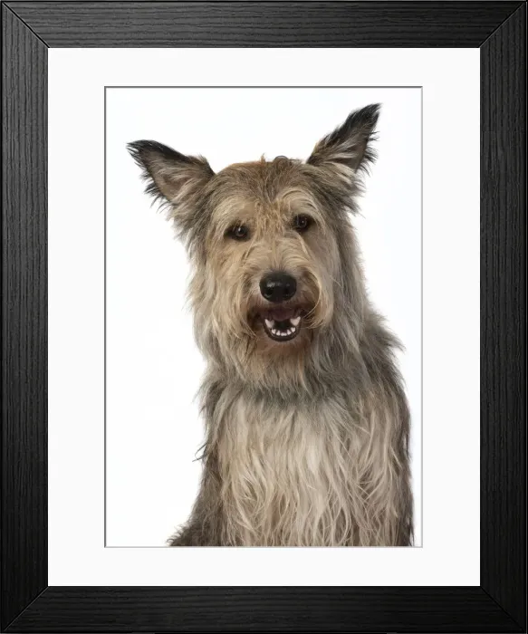 Framed Print : 13131198. DOG. Picardy sheepdog, ( Berger De Picard ), studio, face, expressions Date Framed Print : 13131198. DOG. Picardy sheepdog, ( Berger De Picard ), studio, face, expressions Date