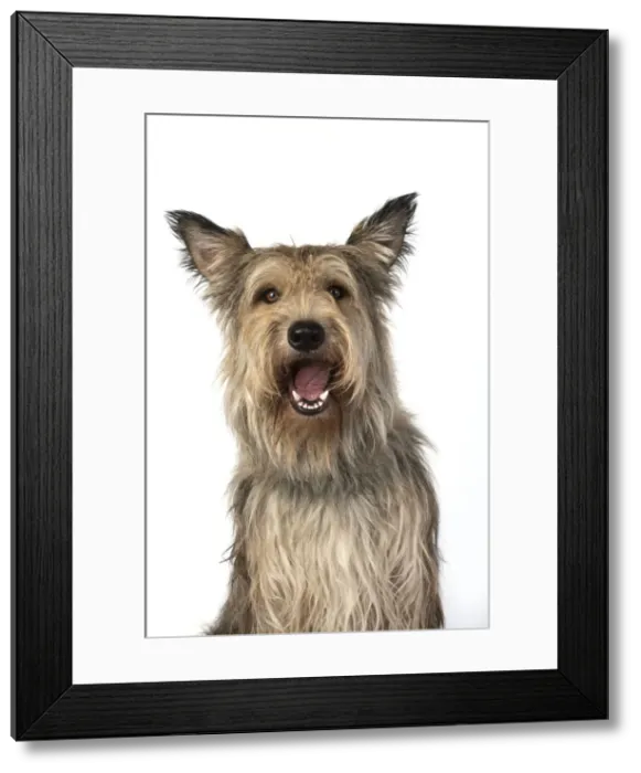 Framed Print : 13131199. DOG. Picardy sheepdog, ( Berger De Picard ), studio, face, expressions Date Framed Print : 13131199. DOG. Picardy sheepdog, ( Berger De Picard ), studio, face, expressions Date