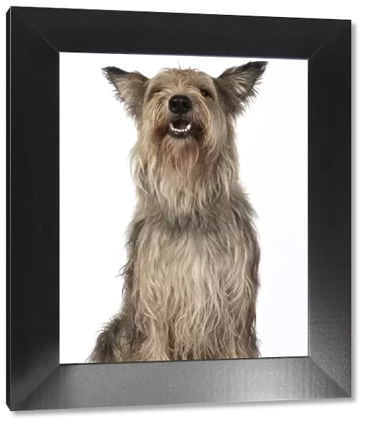 13131200. DOG. Picardy sheepdog, ( Berger De Picard ), studio, face, expressions Date