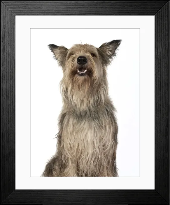 Framed Print : 13131200. DOG. Picardy sheepdog, ( Berger De Picard ), studio, face, expressions Date Framed Print : 13131200. DOG. Picardy sheepdog, ( Berger De Picard ), studio, face, expressions Date