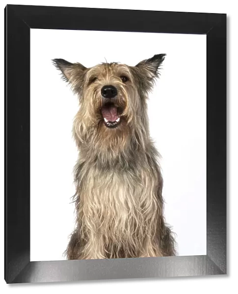 13131201. DOG. Picardy sheepdog, ( Berger De Picard ), studio, face, expressions Date