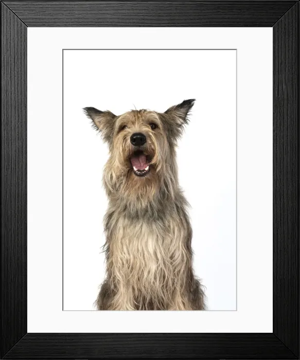 Framed Print : 13131201. DOG. Picardy sheepdog, ( Berger De Picard ), studio, face, expressions Date Framed Print : 13131201. DOG. Picardy sheepdog, ( Berger De Picard ), studio, face, expressions Date