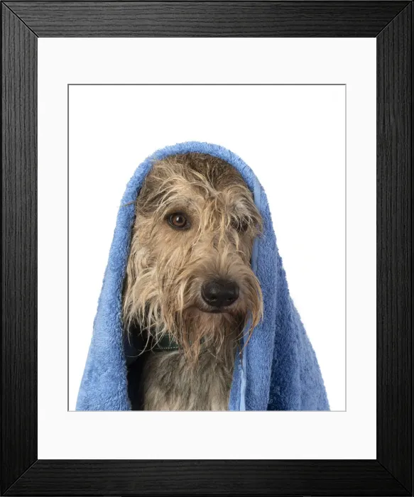 Framed Print : 13131202. DOG. Picardy sheepdog or ( Berger De Picardy ) Framed Print : 13131202. DOG. Picardy sheepdog or ( Berger De Picardy )