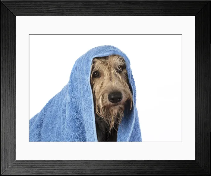 Framed Print : 13131203. DOG. Picardy sheepdog or ( Berger De Picardy ) Framed Print : 13131203. DOG. Picardy sheepdog or ( Berger De Picardy )