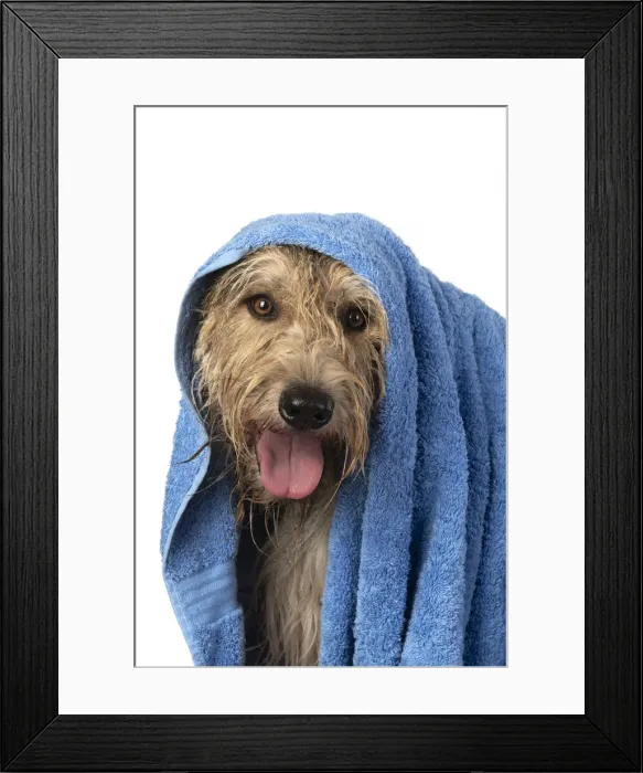 Framed Print : 13131204. DOG. Picardy sheepdog or ( Berger De Picardy ) Framed Print : 13131204. DOG. Picardy sheepdog or ( Berger De Picardy )