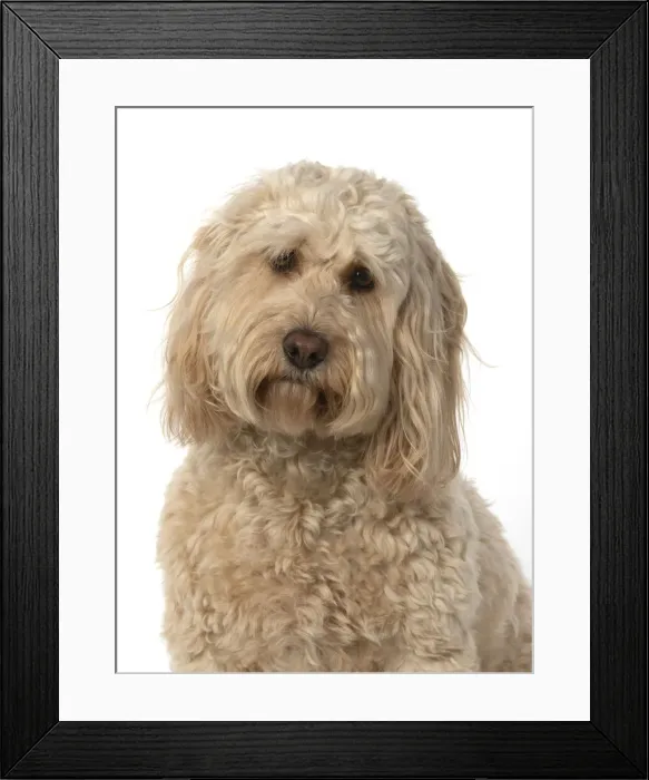Framed Print : 13131205. DOG. Cockerpoo, head and shoulders, face expressions DOG Framed Print : 13131205. DOG. Cockerpoo, head and shoulders, face expressions DOG