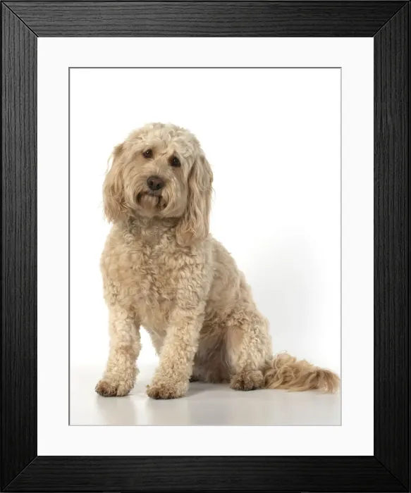 Framed Print : 13131207. DOG. Cockerpoo, sitting, studio Date Framed Print : 13131207. DOG. Cockerpoo, sitting, studio Date